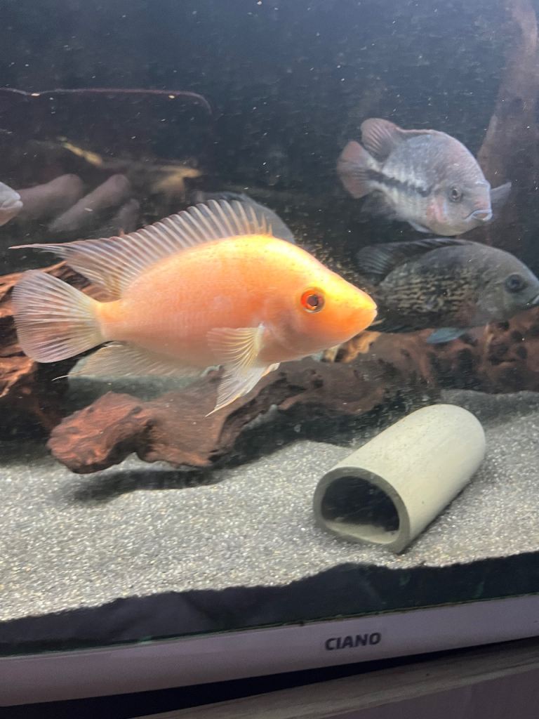 American cichlids 
