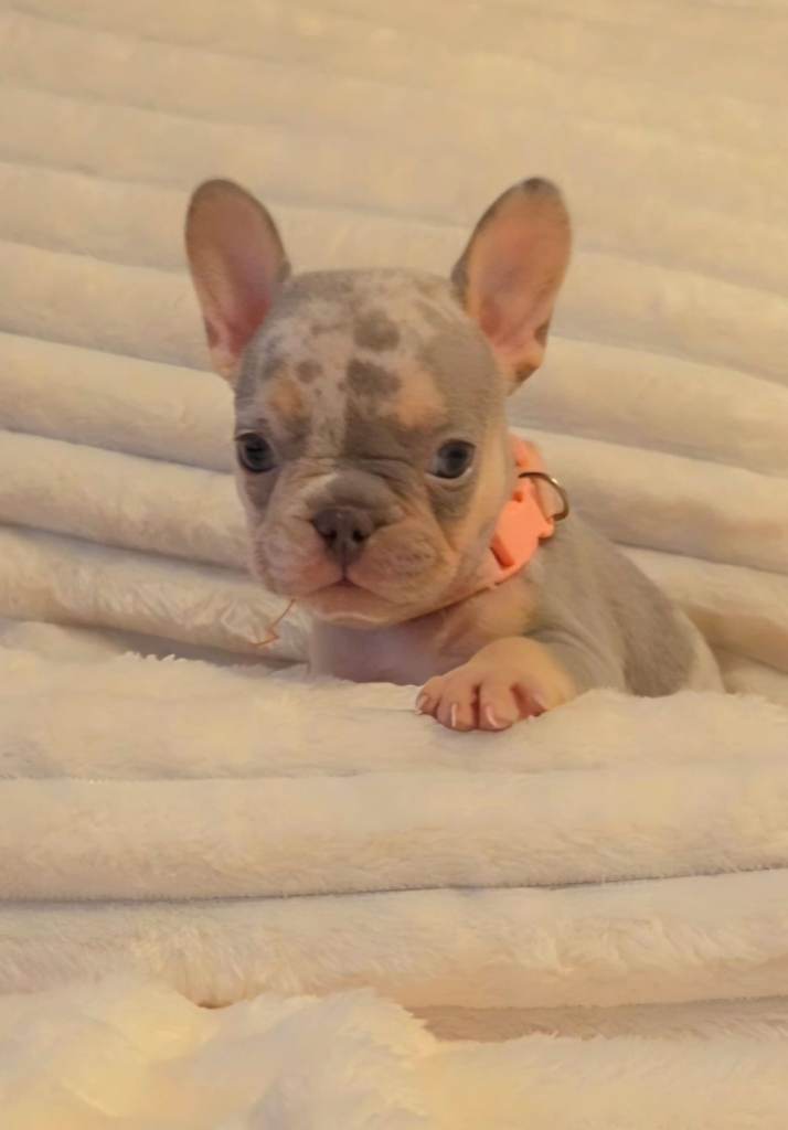 🩷🩵 Beautiful Baby French Bulldog Pups 🩵🩷