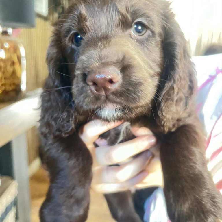 Sprocker Puppies ready now !!