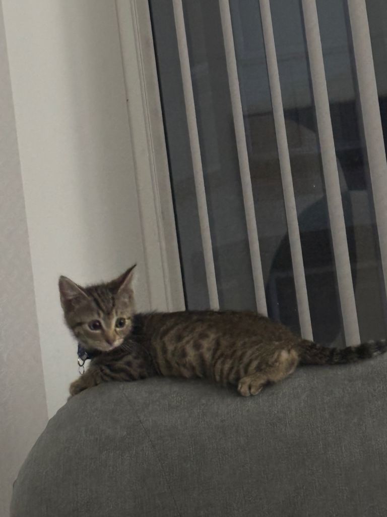 Kitten For Sale