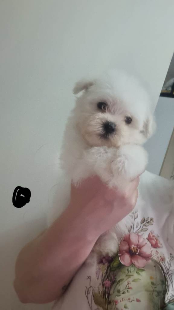 (Ready to leave )Bichon frise cross maltese (maltichon)