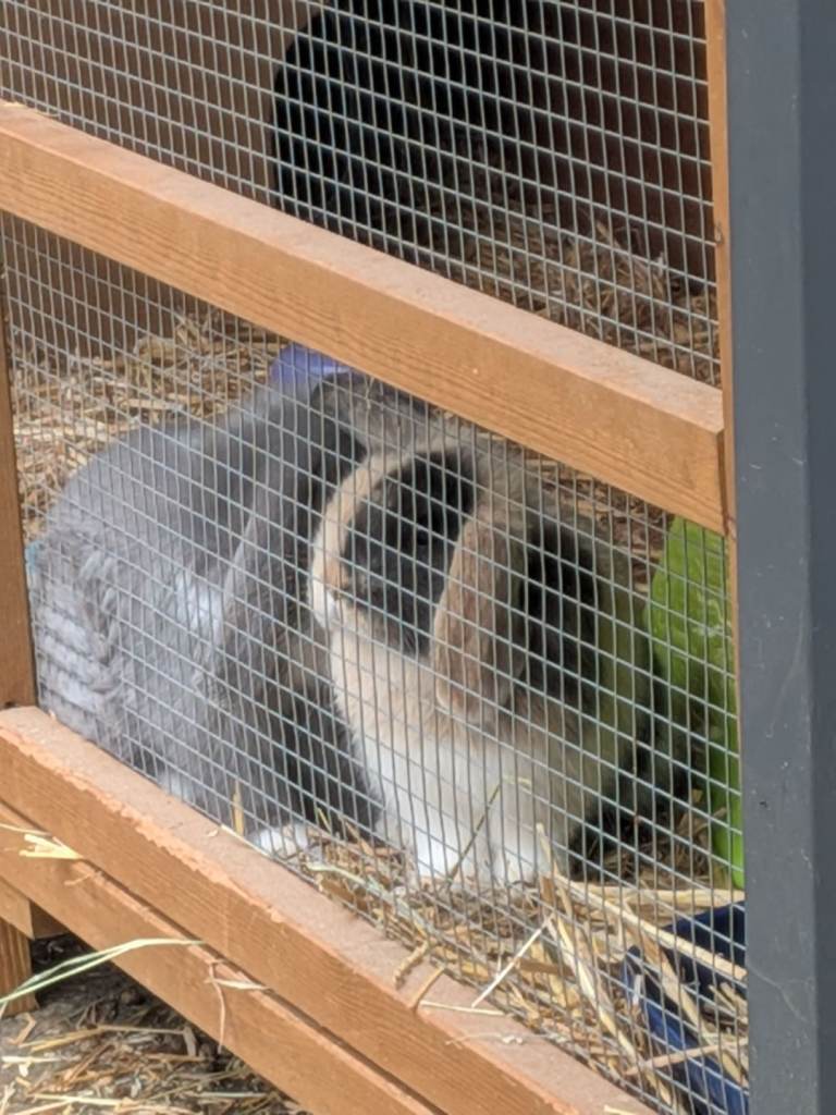 2 girls rabbits 