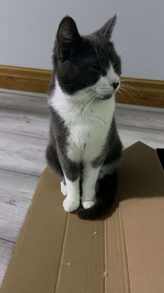 Cute Male cat for sale