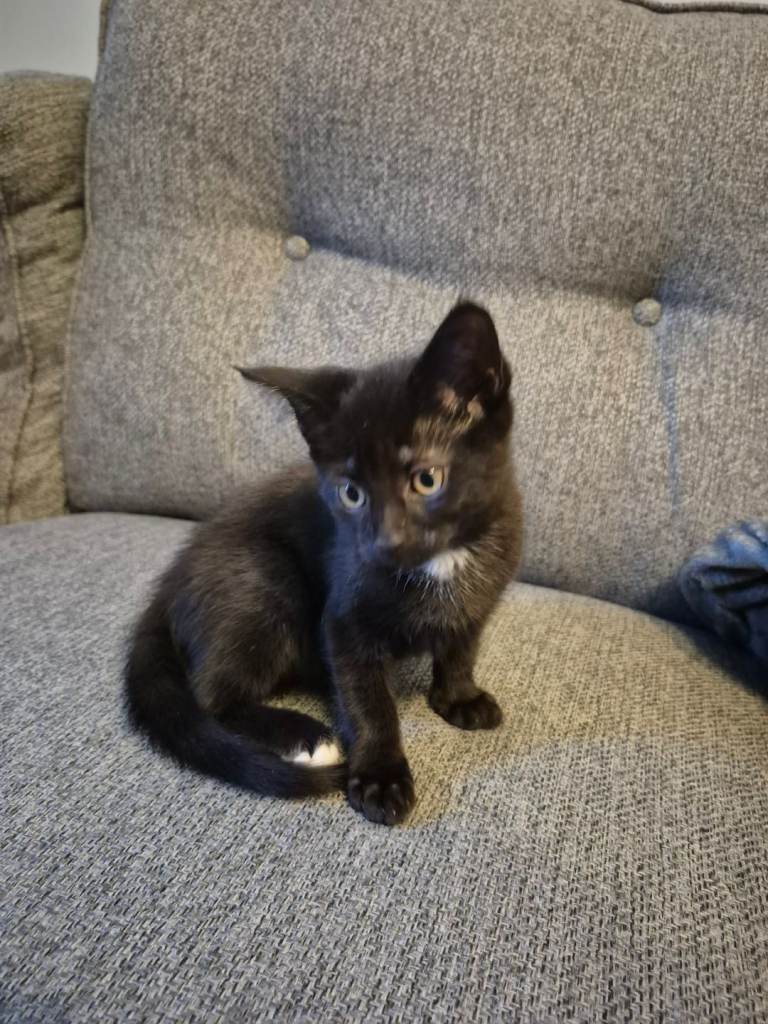 3 half maine coon kittens (ready from 3rd june)