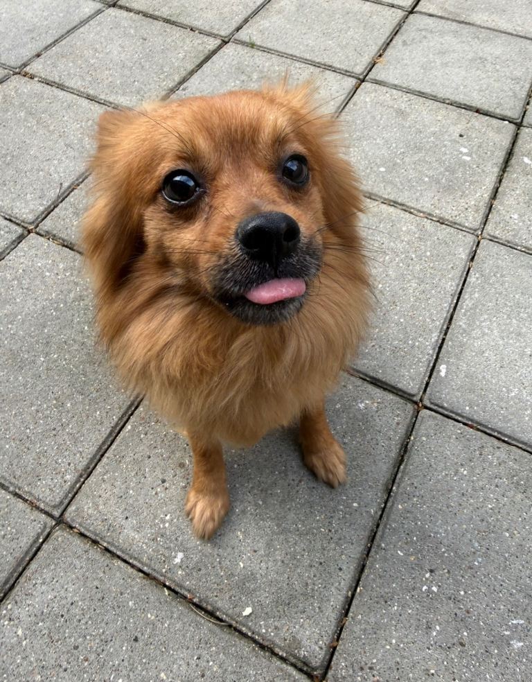 Pomeranian/Chihuahua for rehoming