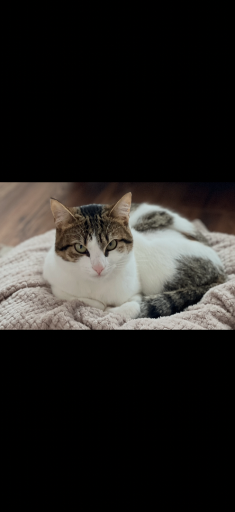 Beautiful short haired Female Cat 