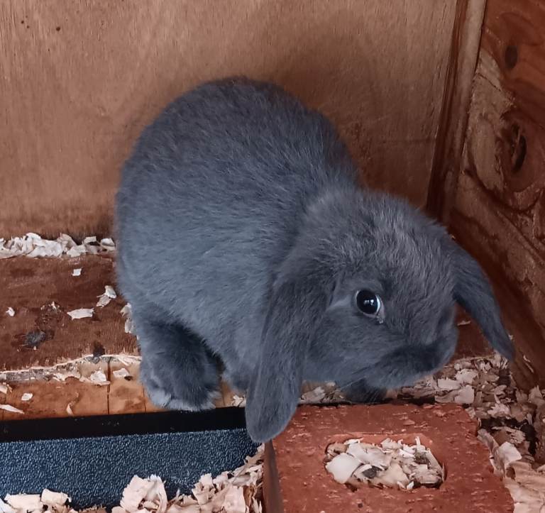 Baby dwarf lop bunny 