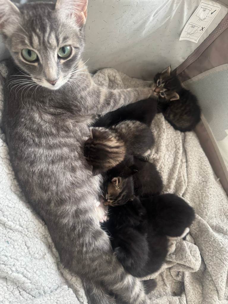 Kittens for sale