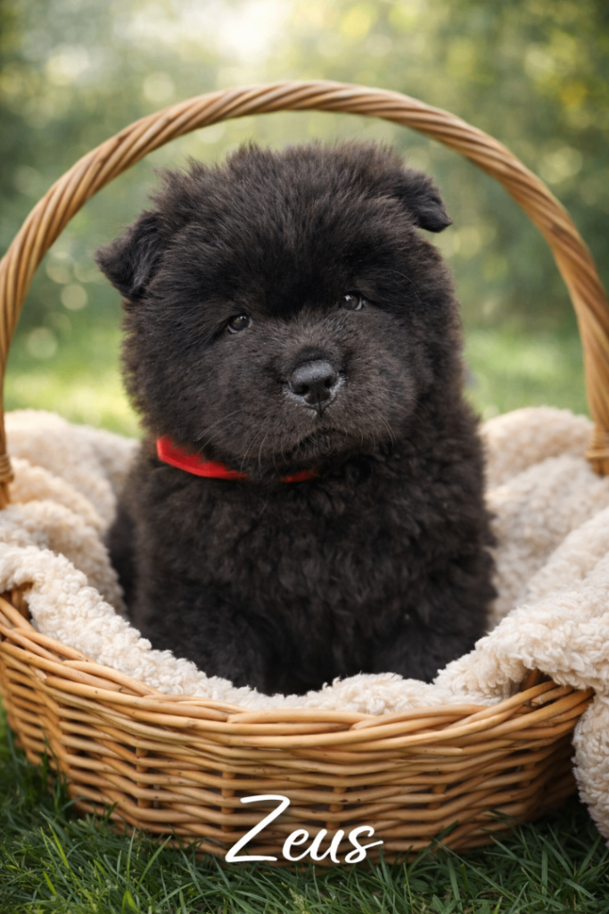 Exceptional pure Chow Chow puppies, 2 boys  ready soon 