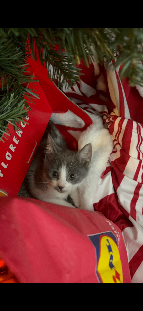 Last grey and white male kitten available 