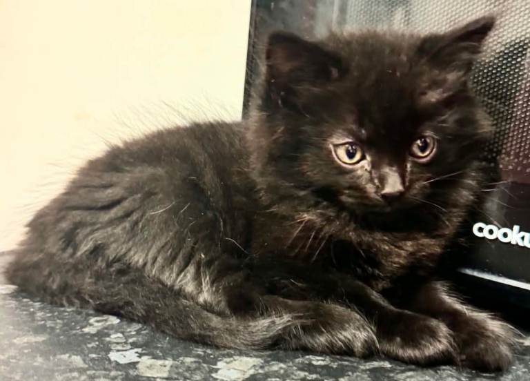 Beautiful playful kitten,ready now
