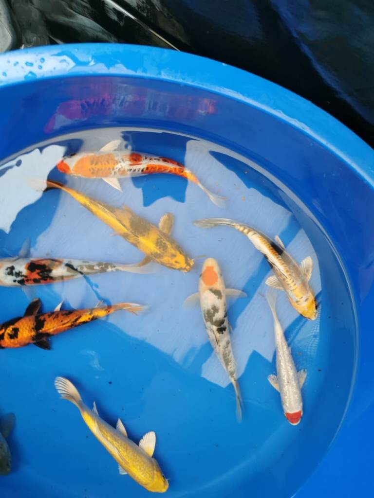High Grade Koi Carp Hand picked