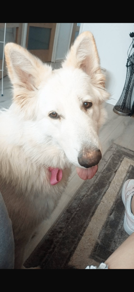 Adult German shepherd 