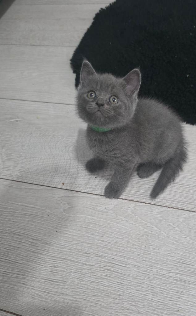 Cute British shorthair kittens 
