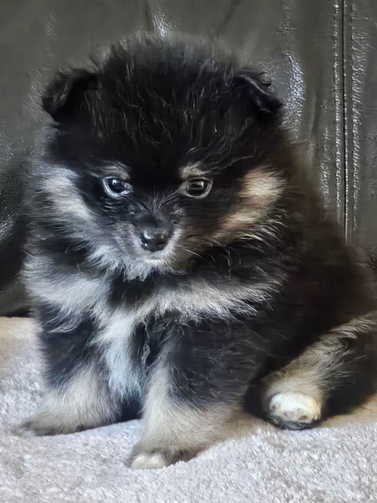 1 pomeranian baby boy