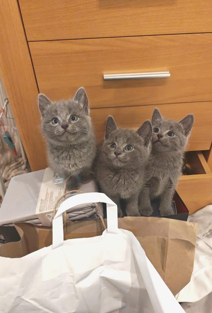 3 Russian blue mix Kittens available 