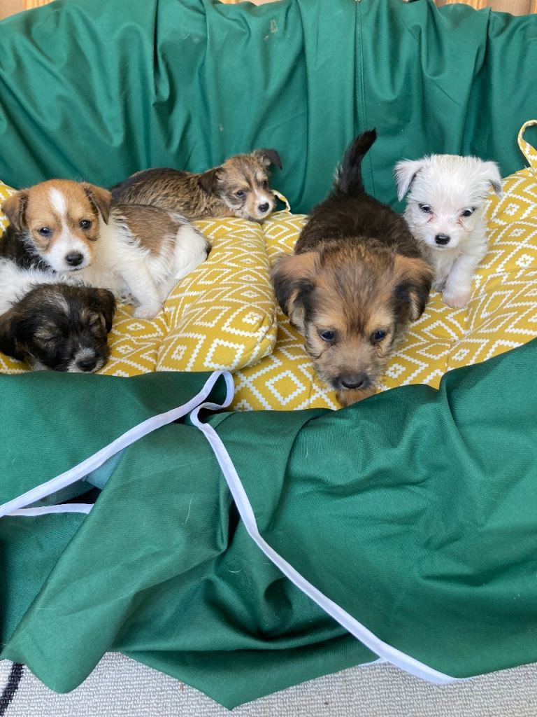 jack russle puppies