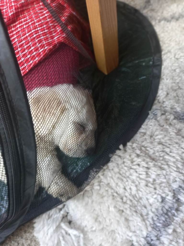 POOCHON 