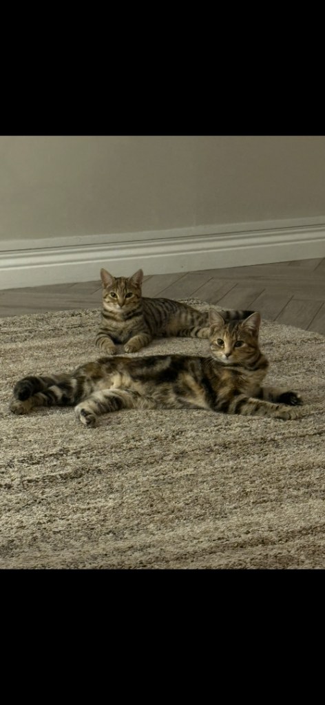 Female cats