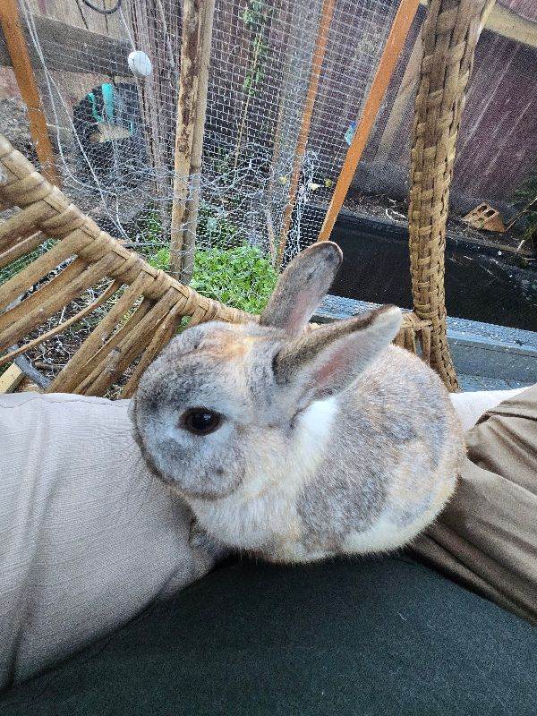Netherland dwarf Rabbit 
