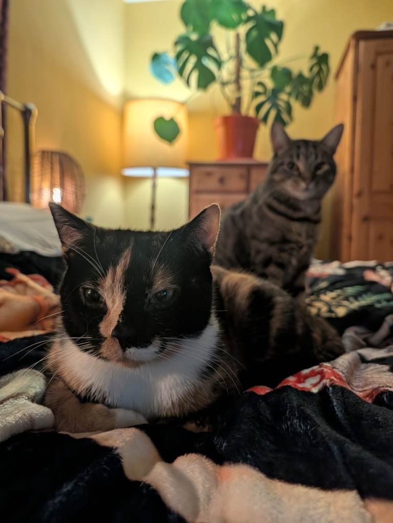 Double room to rent in Roslin 