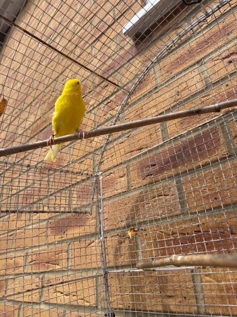 Canary 