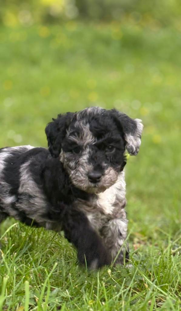 Beautiful jackapoo