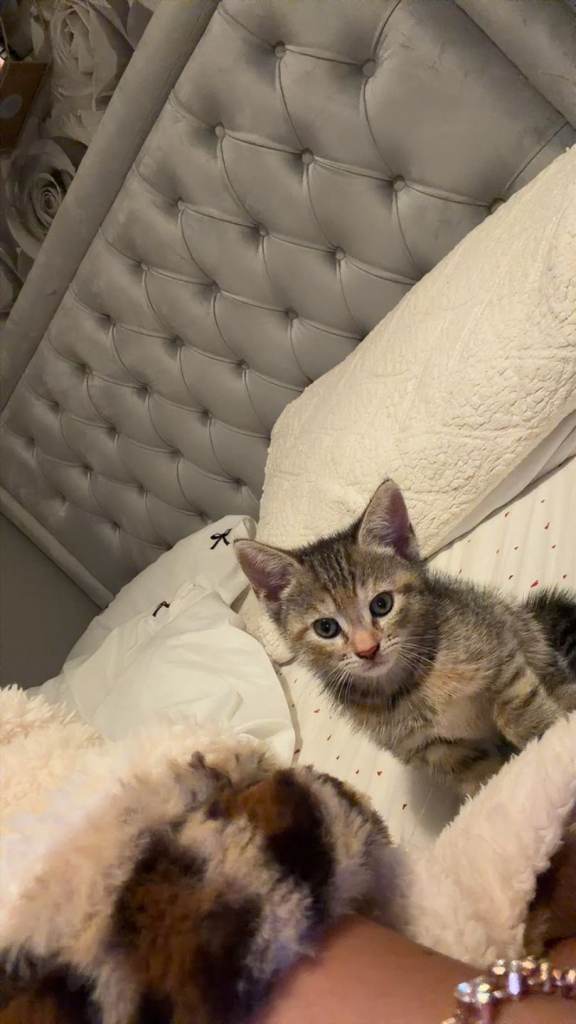 Kitten