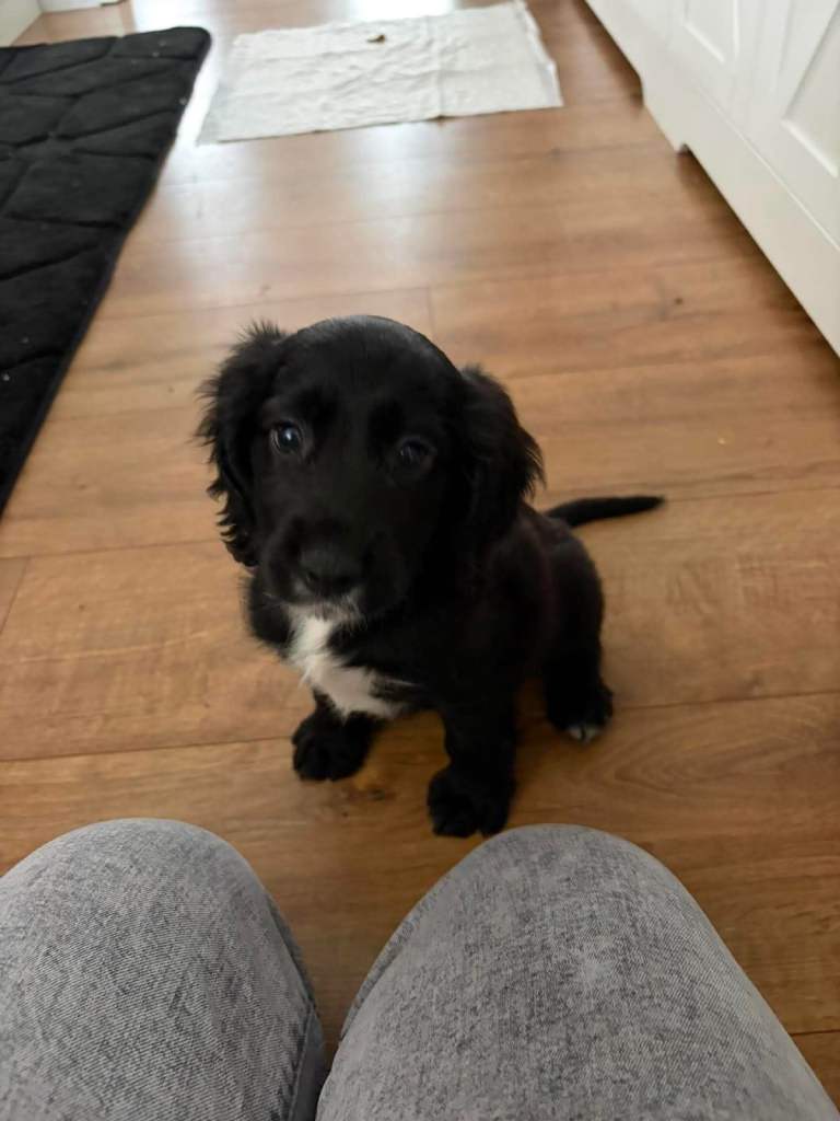 Cocker spaniel  puppy 
