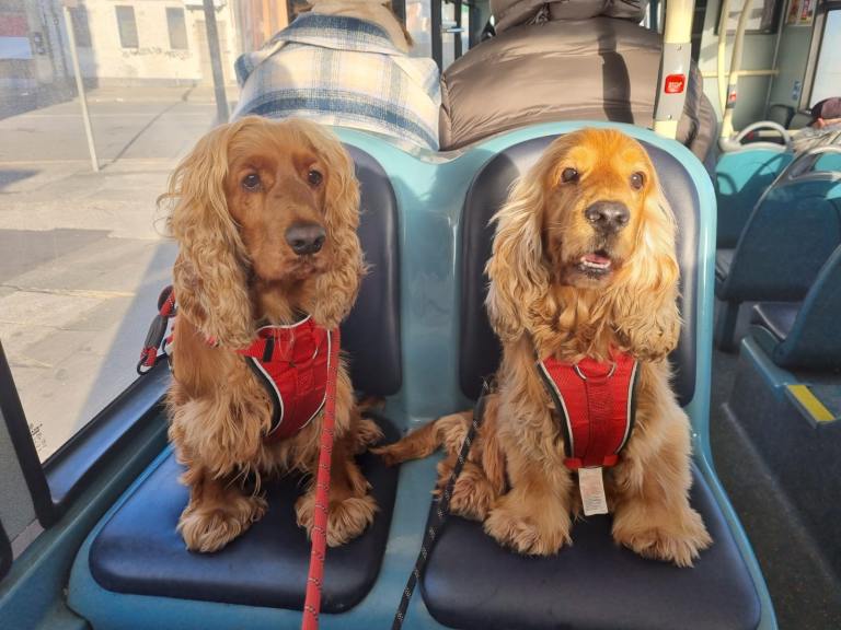 Stunning cocker spaniel puppies 