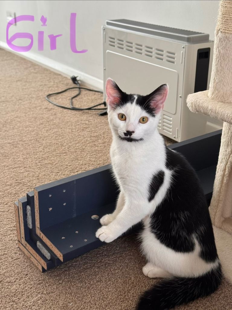 4-Month-Old Male & Female Kittens – Litter Trained