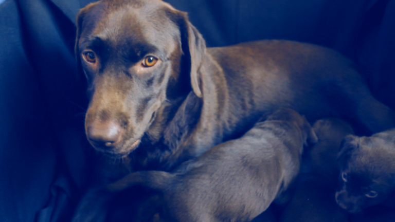 Chocolate Labrador puppies