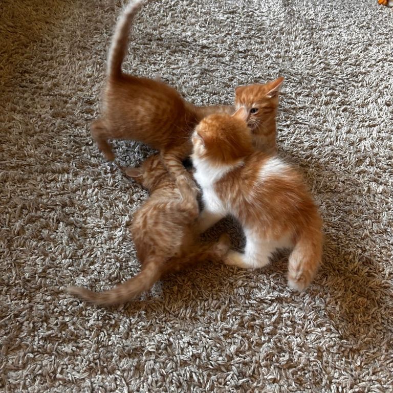 Beautiful ginger kittens!