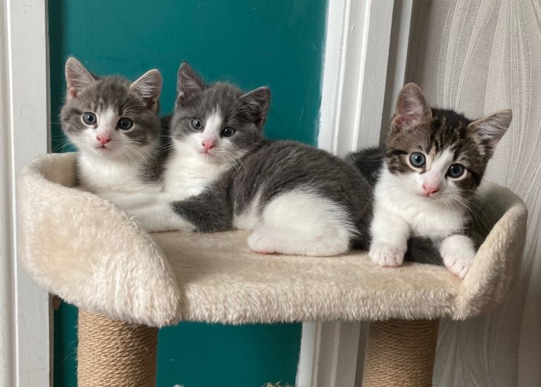 Lovely kittens for sale 