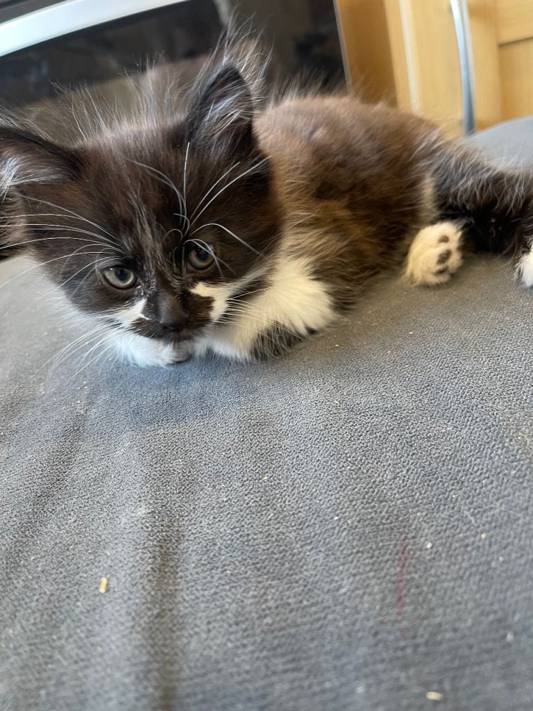 1 adorable black/white male kitten for sale 