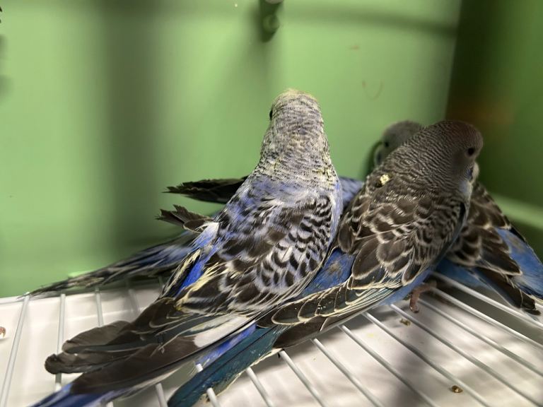 Budgies for sale, all in good health 