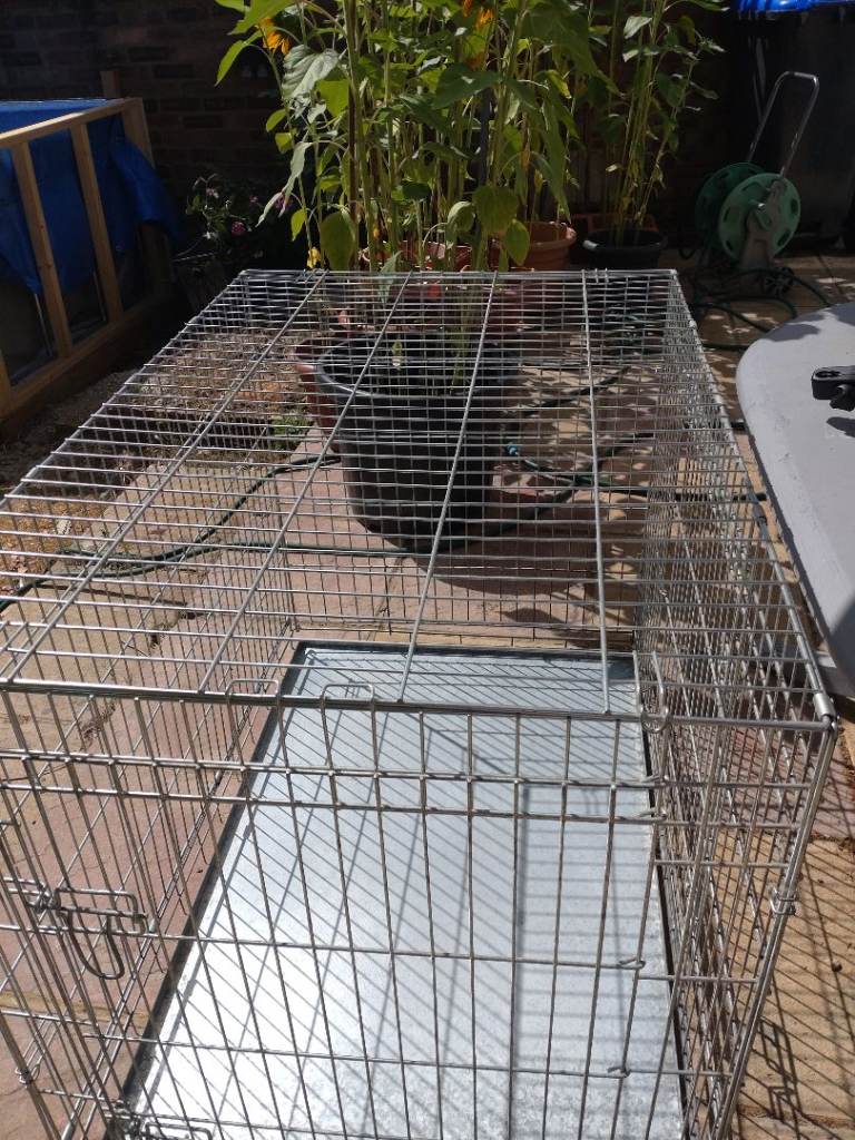 Dogs cage v g c   in shed used once pick up only 