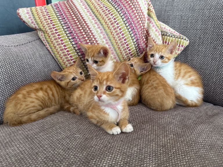 Gorgeous Ginger kittens 