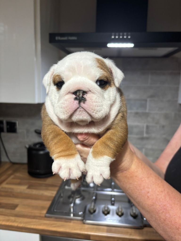 Champion Sired KC reg Bulldog Puppies 