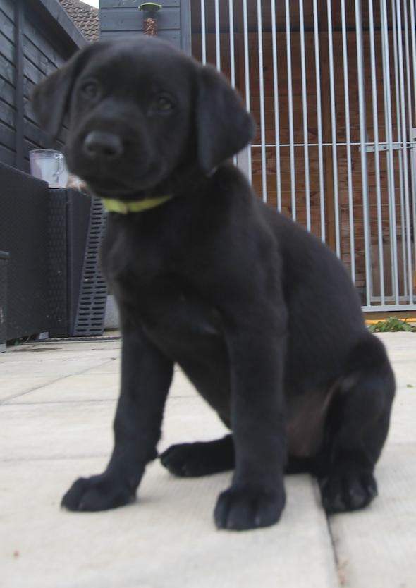 Labrador puppies kc registered FTCH