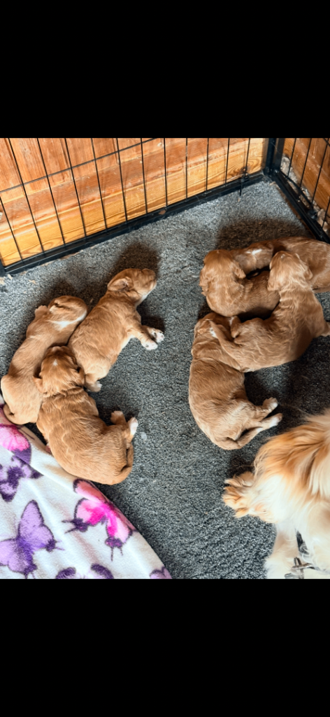 F1 Cockapoo pups