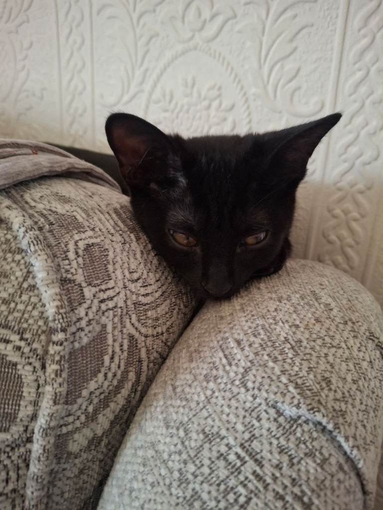 Beautiful female kitten 
