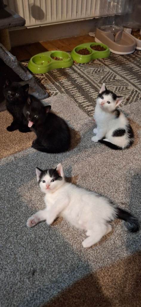 4 boys looking for a new home 