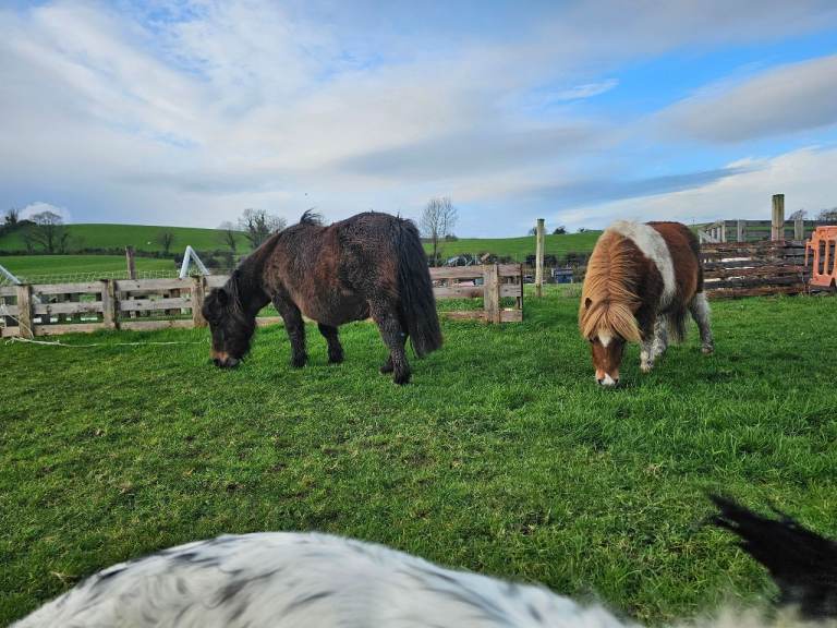 Grazing/field/land WANTED for ponies 