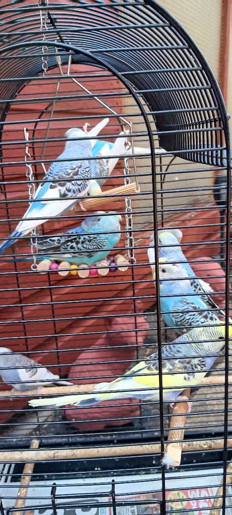 Baby budgies 