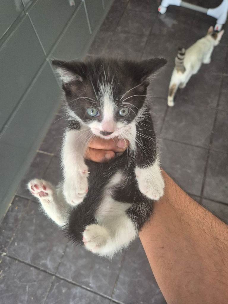 Cute kittens