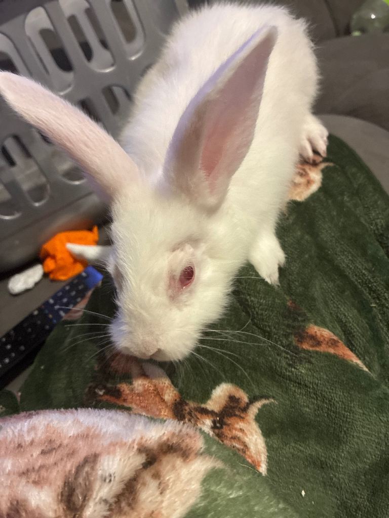 Two male bunny’s 