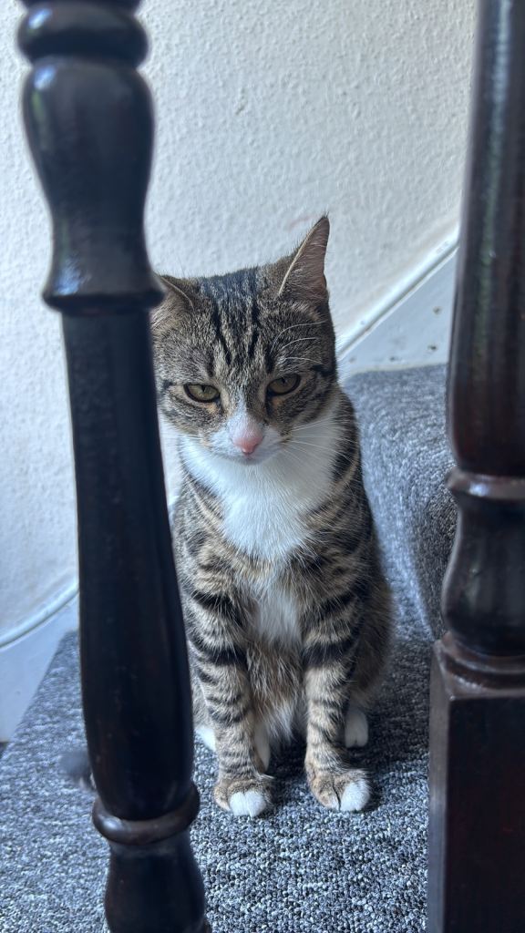 American wirehair female 2 year old 