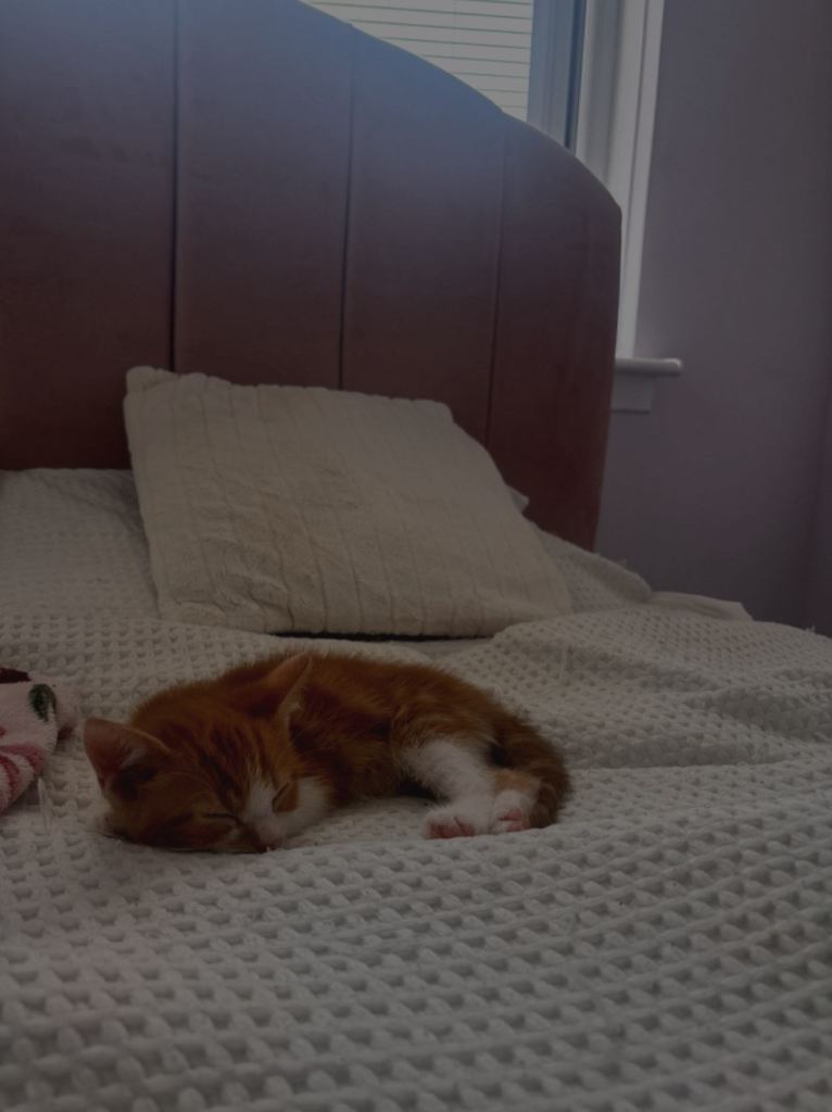 KITTENS READY NOW
