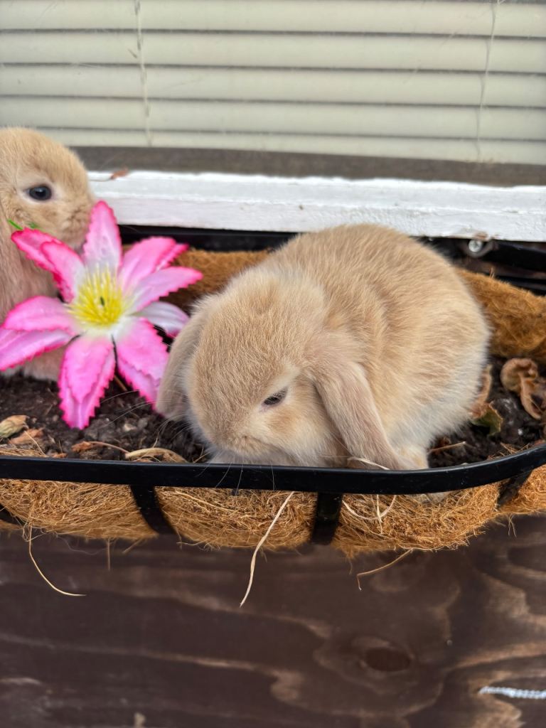 Mini lop baby bunnies 